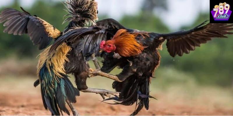 Các kỹ thuật cần nắm để đá gà hiệu quả