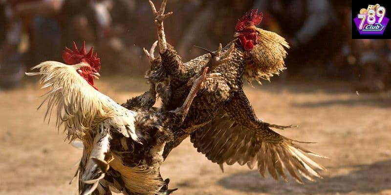Chiến thuật đá gà hiệu quả theo từng cấp độ
