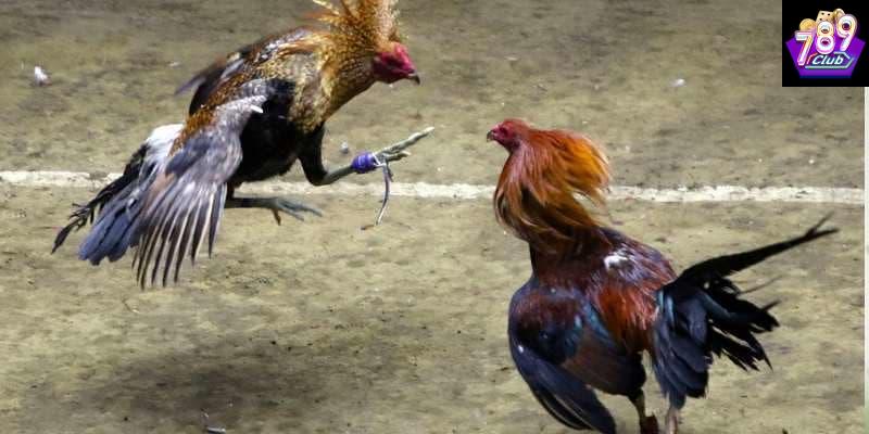 Vì sao cần áp dụng đá gà hiệu quả tại 789CLUB?